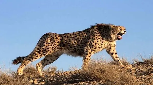 جولان یوزپلنگ در 5 کیلومتری روستا /  در هرمزگان دیده شد + تصاویر 