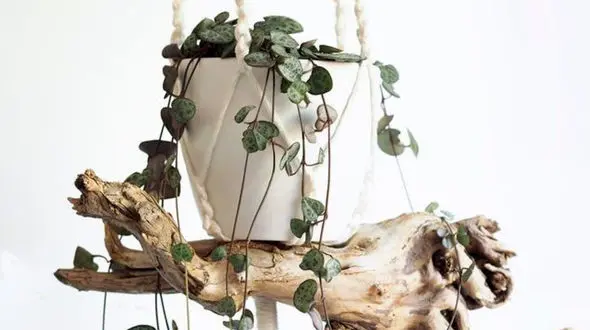 گیاه سروپژیا چگونه در خانه بکاریم؟ + فیلم