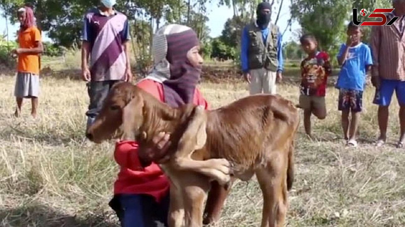 فیلم تولد گوساله پنج پا در یک روستا / روستاییان باور ندارند