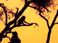 شکوه طبیعت در آفریقا؛ حیات‌وحشی که جهان را مسحور کرده + فیلم