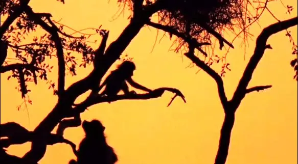 شکوه طبیعت در آفریقا؛ حیات‌وحشی که جهان را مسحور کرده