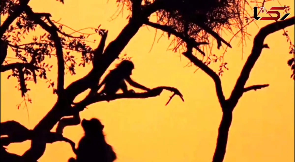 شکوه طبیعت در آفریقا؛ حیات‌وحشی که جهان را مسحور کرده + فیلم