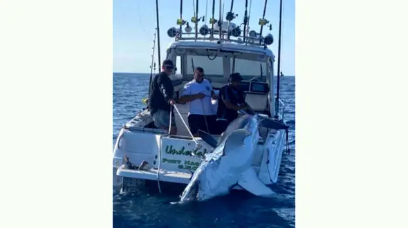 عکس کمیاب از کوسه ببر سنگین وزن 