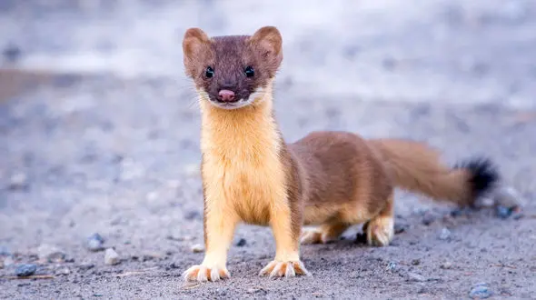 گشت و گذار راسوها در تهران!/ عضو شورای شهر: شهروندان با 125 تماس بگیرند + فیلم