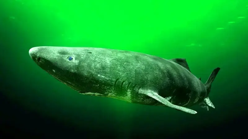 کوسه گرینلند