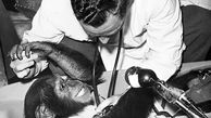 سفر شامپانزه به فضا 60 ساله شد 