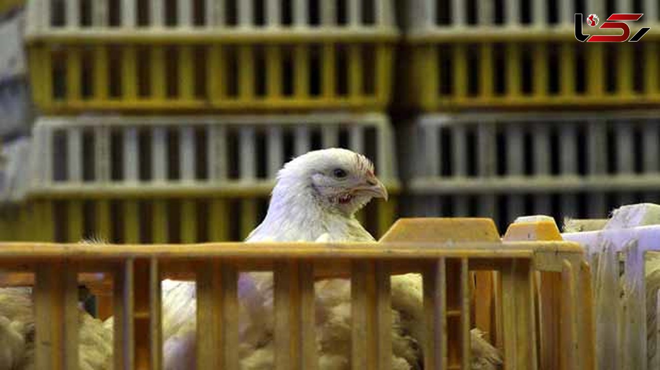 یکه تازی جوجه یکروزه ادامه دارد/صادرات مرغ از نفس افتاد 