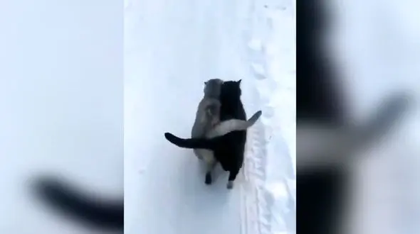 گربه های عاشق در بین برف ها + فیلم