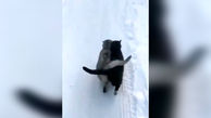 گربه های عاشق در بین برف ها + فیلم