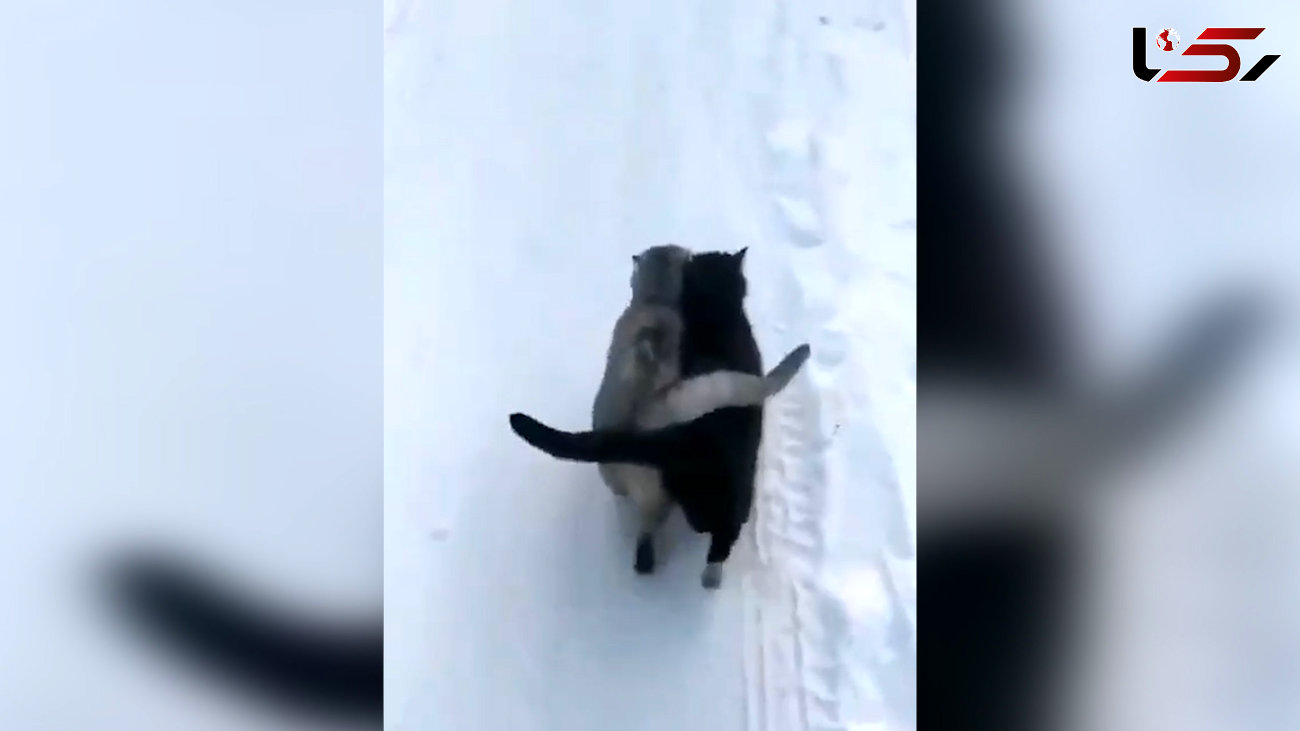 گربه های عاشق در بین برف ها + فیلم
