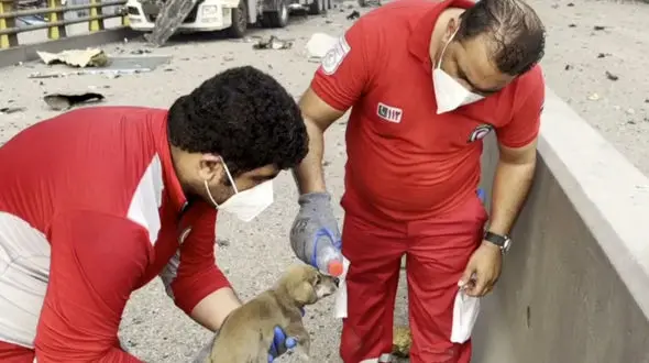 فیلم صحنه‌ای زیبا از نجات یک  سگ کوچولو در انفجار بندر عباس ! / موج انسانیت در دل حادثه تلخ بندر شهید رجایی