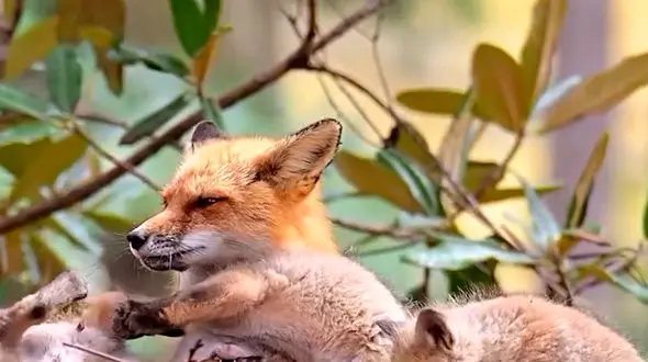 حیوانات بازیگوش 