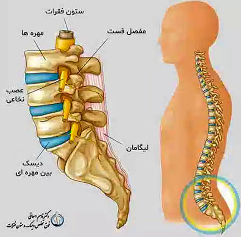 ساختمان ستون فقرات