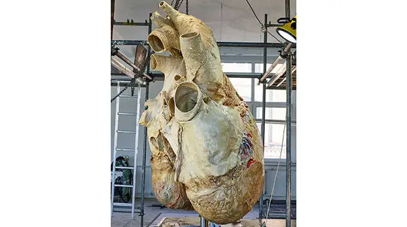 ماجرای آماده‌سازی قلب نهنگ به وزن ۲۰۰ کیلوگرم برای نمایش در موزه!