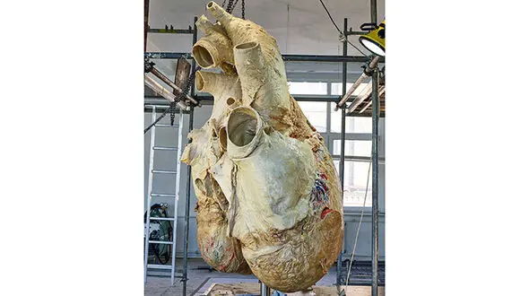 ماجرای آماده‌سازی قلب نهنگ به وزن ۲۰۰ کیلوگرم برای نمایش در موزه!