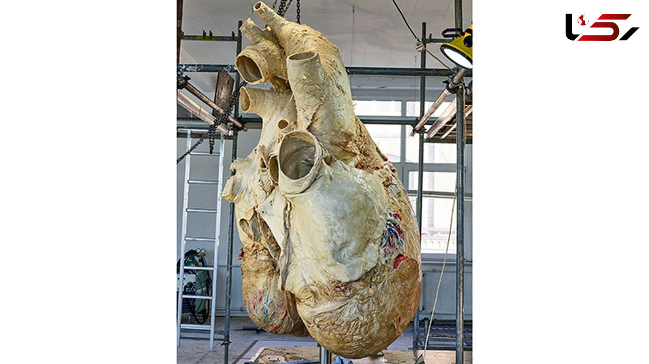 ماجرای آماده‌سازی قلب نهنگ به وزن ۲۰۰ کیلوگرم برای نمایش در موزه!