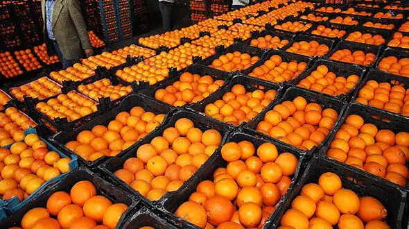 فروش پرتقال داخلی به اسم پرتقال مصری برای گران‌فروشی+عکس