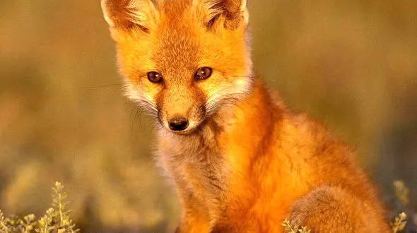 از هویج خوردن پاندا تا روباه حریص