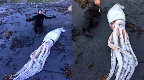 کشف جانوری عجیب در ساحل + عکس 