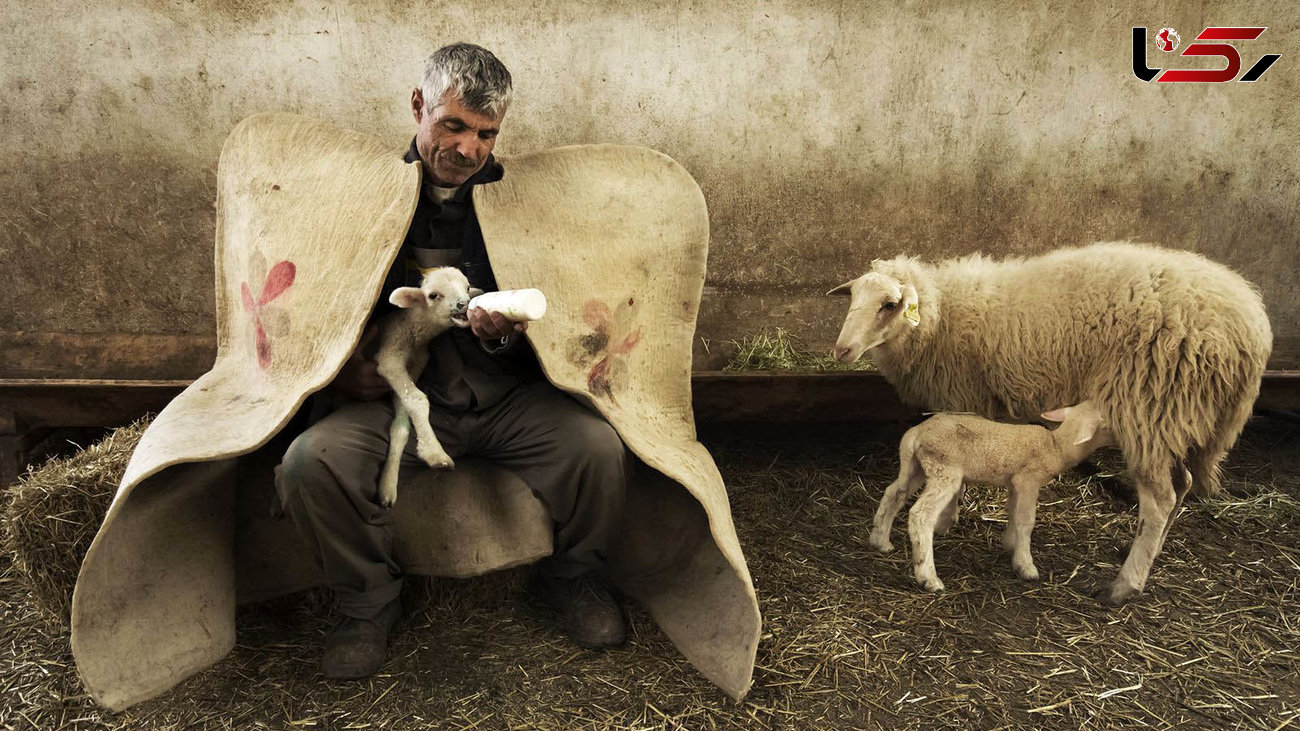 مهرورزی چوپان به گوسفندانش + عکس زیبا