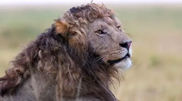 شیر نر با یال‌ های فر، پادشاه جدید فضای مجازی!