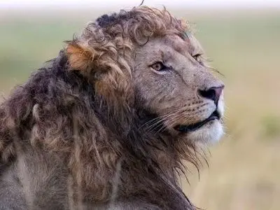 شیر نر با یال های فر، پادشاه جدید فضای مجازی!