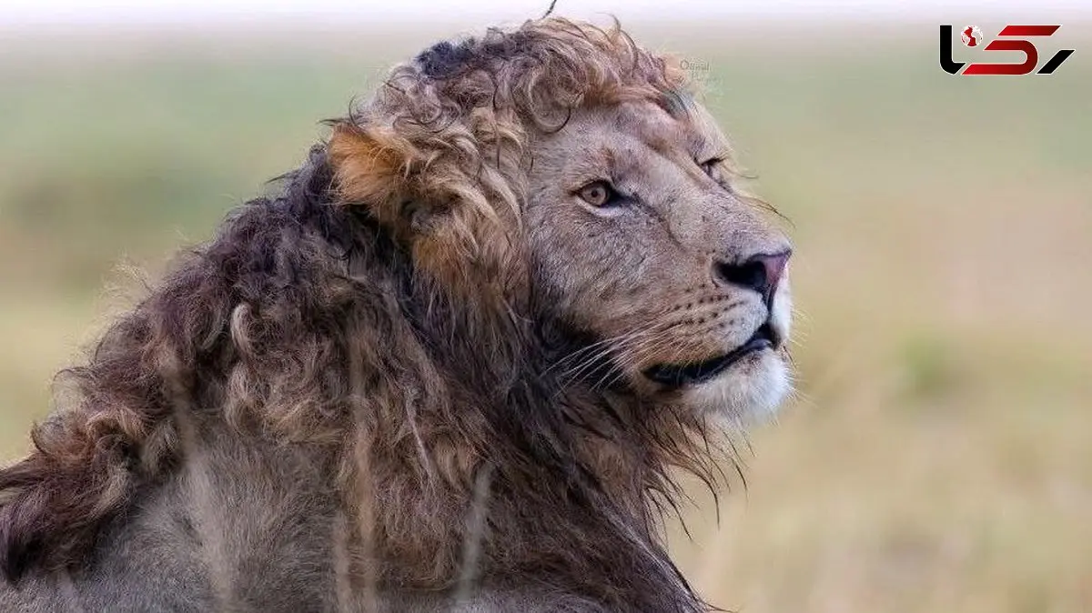 شیر نر با یال های فر، پادشاه جدید فضای مجازی!