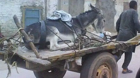 عکس / الاغ خوش شانس! 