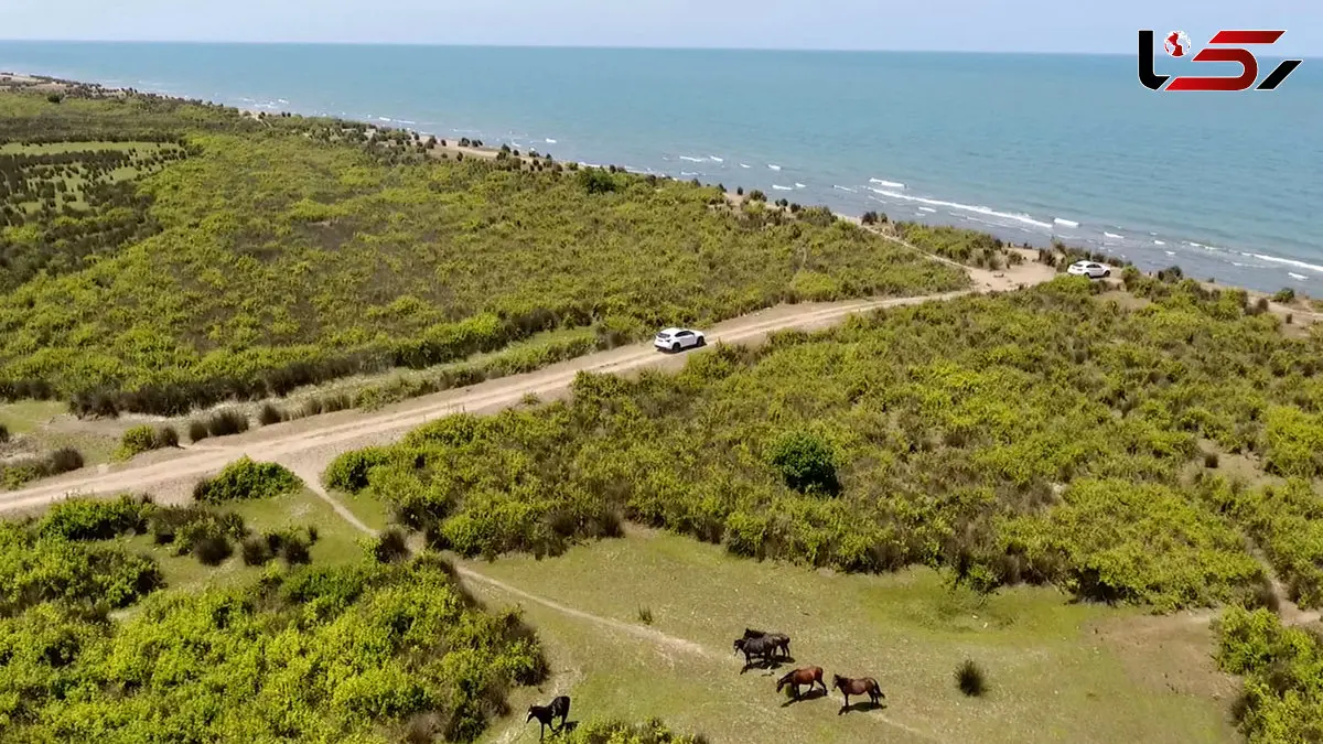 همنشینی دریا و پارک ملی بوچاق بندر کیاشهر گیلان + فیلم