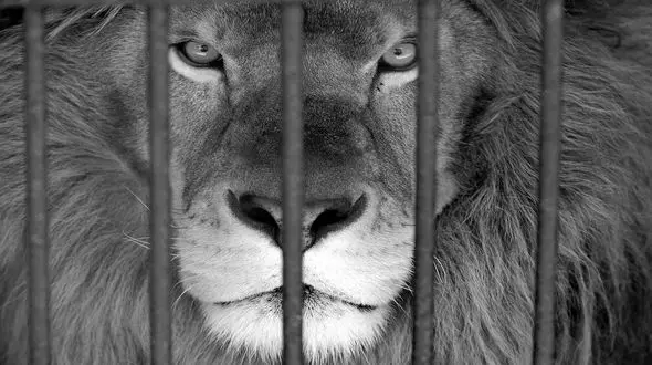 فیلم لحظه حمله شیر عصبانی به یک مرد / در باغ وحش رخ داد