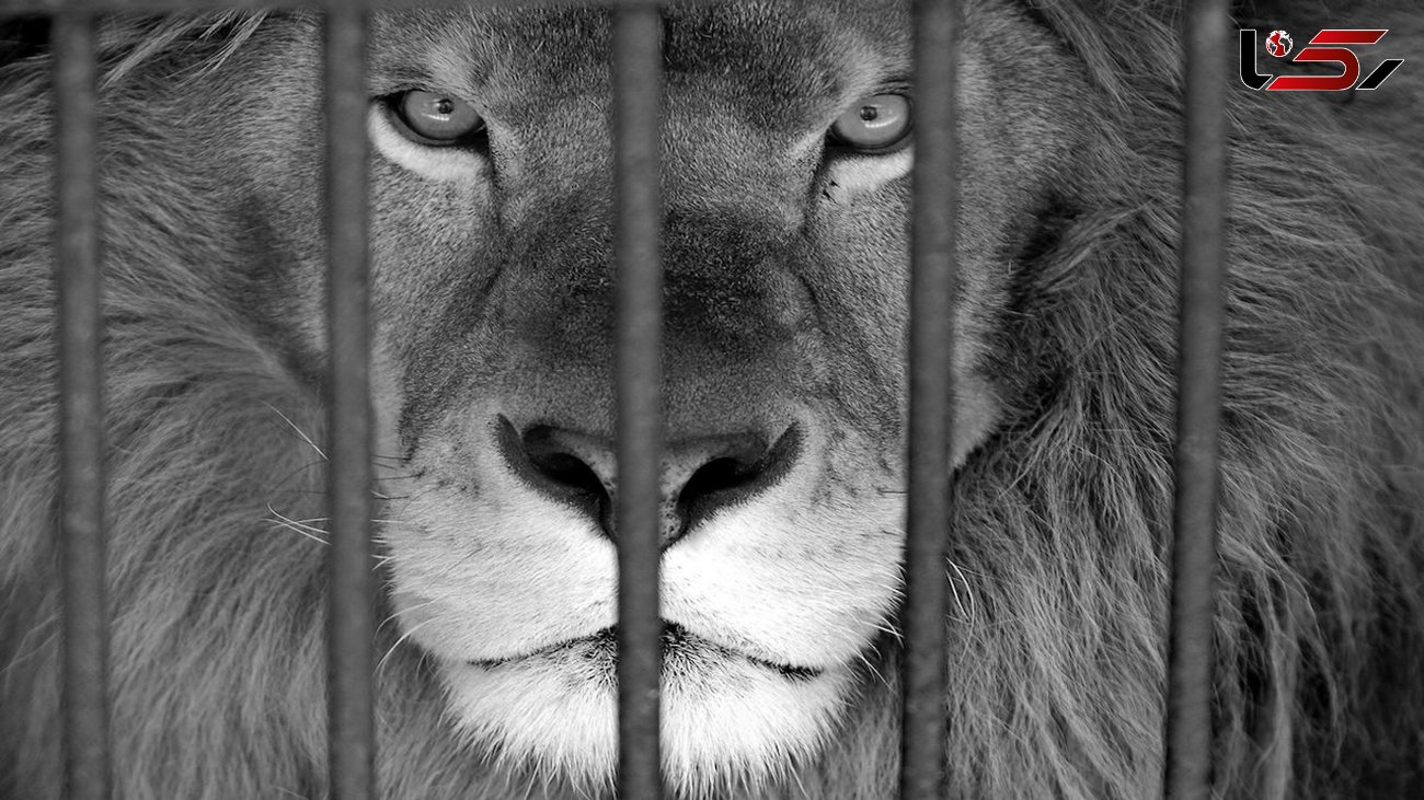 فیلم لحظه حمله شیر عصبانی به یک مرد / در باغ وحش رخ داد