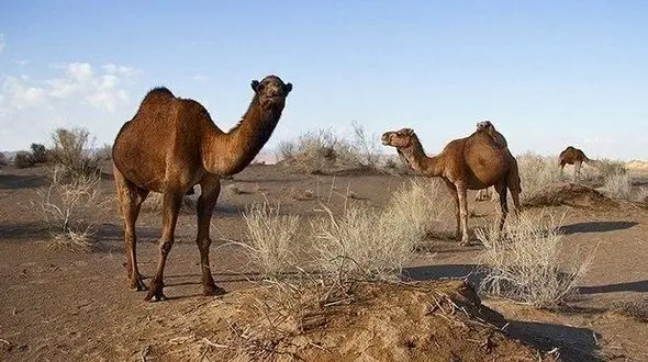 
شترهای تشنه هویزه  از بی آبی به لجن‌ها و فاضلاب‌های روستایی پناه می برند + فیلم