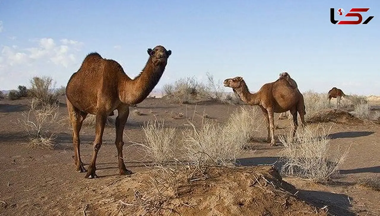 
شترهای تشنه هویزه  از بی آبی به لجن‌ها و فاضلاب‌های روستایی پناه می برند + فیلم