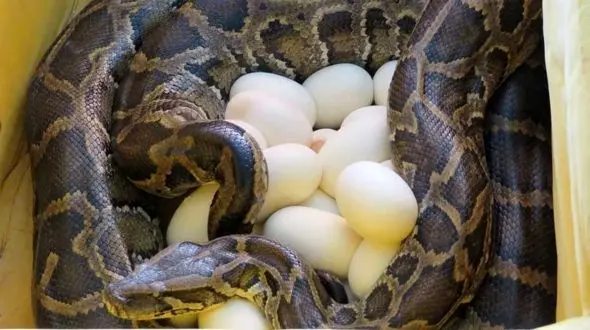 این مار پیتون در قزوین تخم گذاشت + عکس