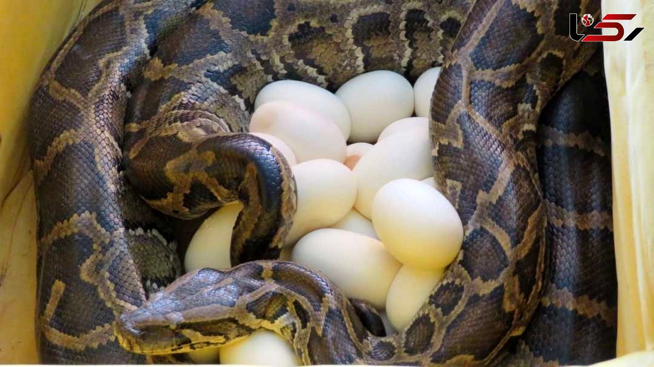 این مار پیتون در قزوین تخم گذاشت + عکس