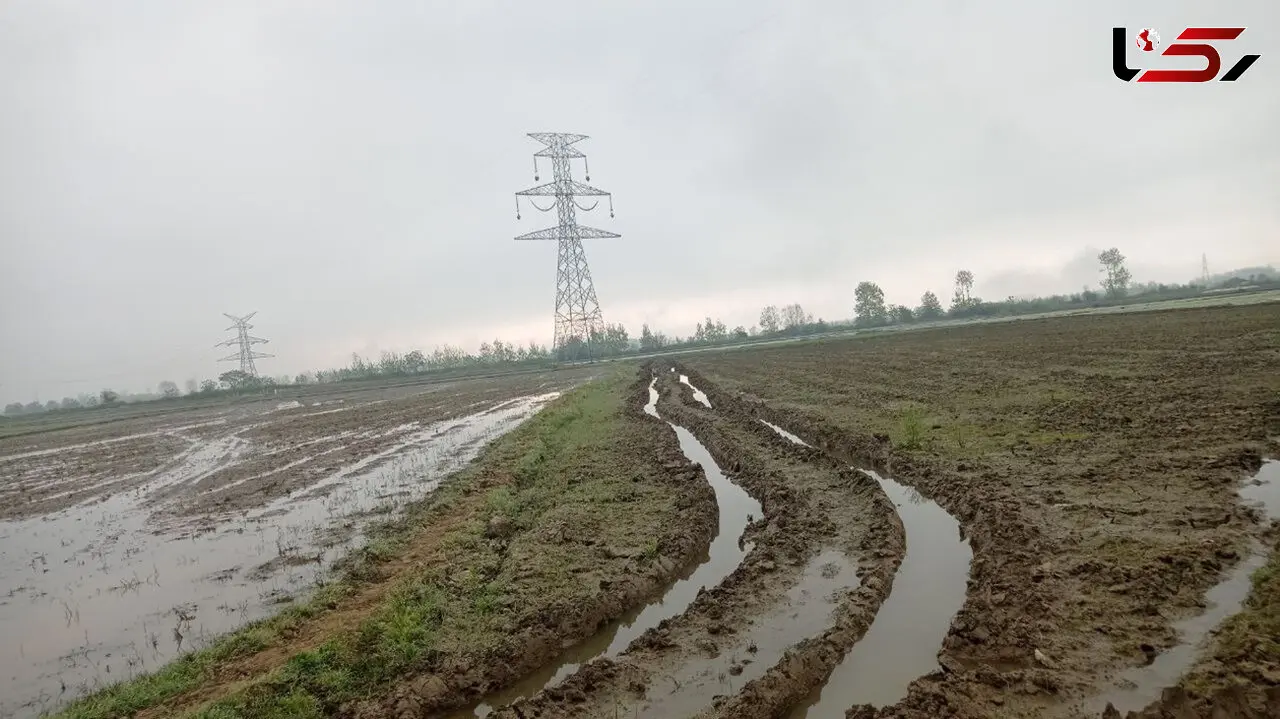 خسارت سنگین اداره برق به 22 کشاورز روستاهای اطراف رشت/ کشاورزان: خسارت نکاشت را ندادند، اعتراضات به بازداشت کشید! + فیلم