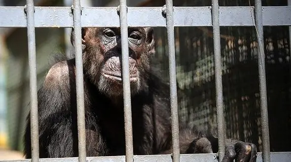 مرگ چهار حیوان دیگر در باغ‌وحش ارم در یک ماه اخیر!