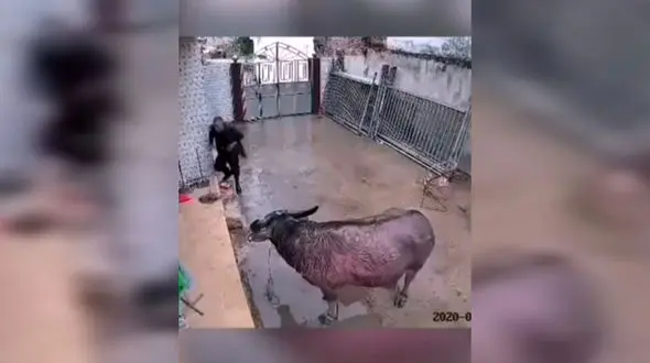 حملات دلخراش گاو به یک مرد + فیلم 