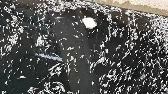 مرگ ناگهانی ماهیان در سد «برف‌آباد» اسلام‌آباد غرب