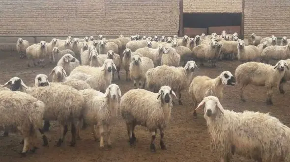 دریافت و ذبح دام زنده در مراکز بهزیستی کشور ممنوع شد / راه های دریافت نذورات