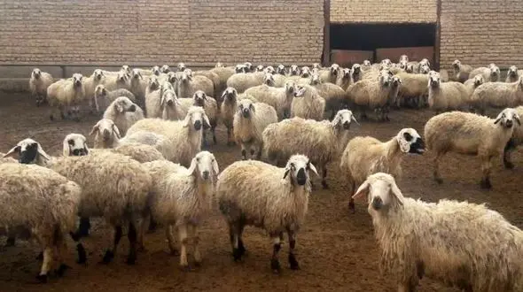 دریافت و ذبح دام زنده در مراکز بهزیستی کشور ممنوع شد / راه های دریافت نذورات