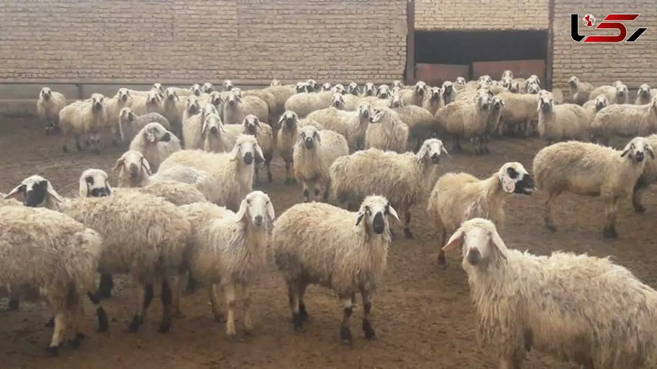 قیمت دام زنده اعلام شد