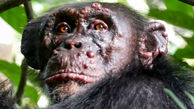 شامپانزه‌ها اول از همه درگیر جذام شدند