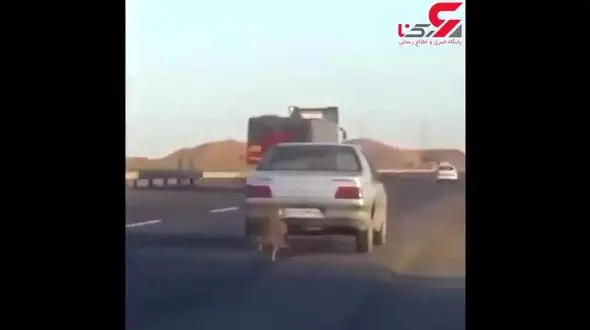 راننده پژو سگ آزار در زنجان دستگیر شد +فیلم بکسل سگ توسط پژو 405