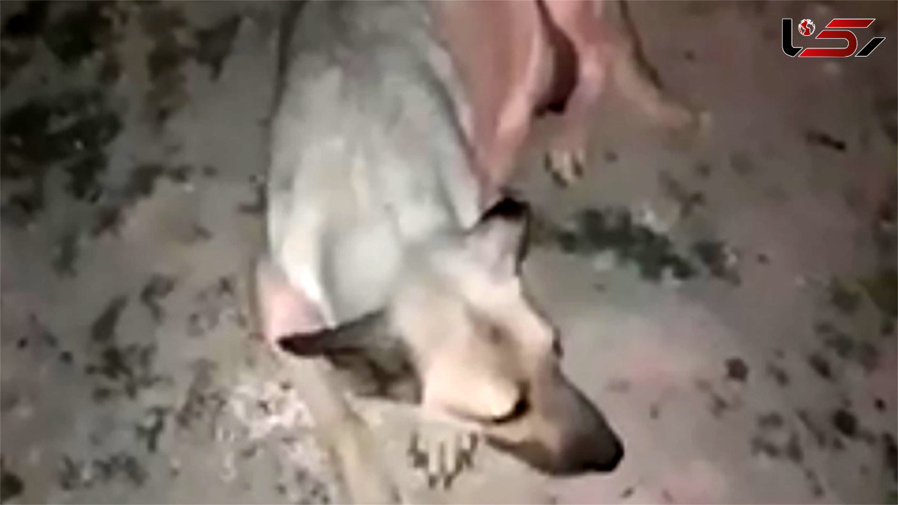 فیلم / زنده سوزاندن 2 توله سگ در نسیم شهر / سگ مادر گریه می کند؟!