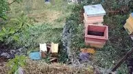 خرس گرسنه به زنبورستان‌های کلیبر حمله کرد