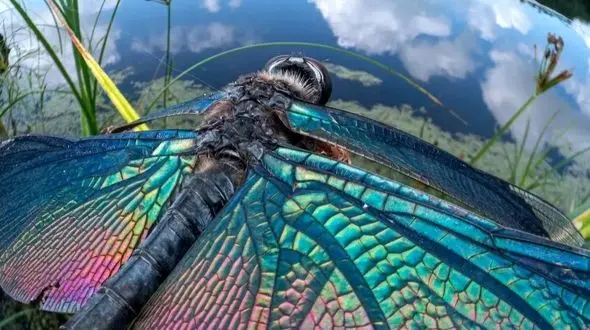 حشرات از زوایای خاص؛ تصاویر جذاب و متفاوت