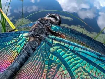 حشرات از زوایای خاص؛ تصاویر جذاب و متفاوت