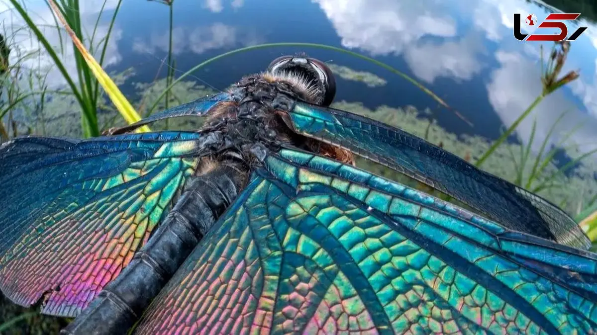 حشرات از زوایای خاص؛ تصاویر جذاب و متفاوت
