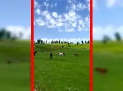 فیلم دشت مرکوه با حضور اسب های آزاد